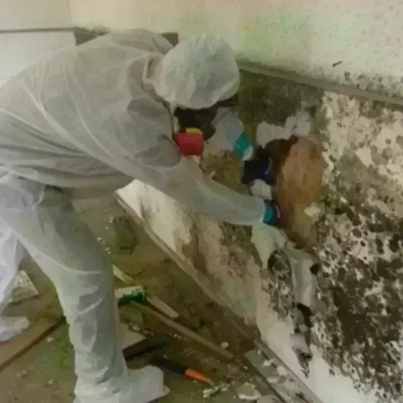 Mold Remediation and Removal in Pocasset, MA